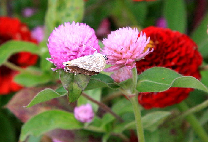 b0171185_20415832.jpg