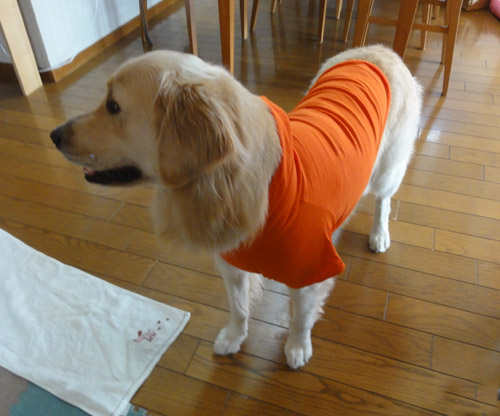 c0085188_12162851.jpg