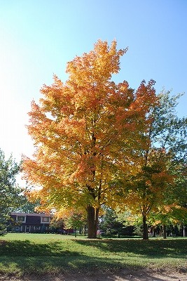 f0199394_9504781.jpg