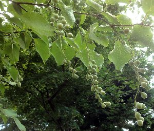 e0122199_225574.jpg