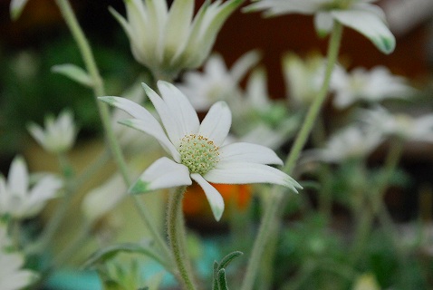 e0128909_5575655.jpg
