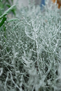 e0128909_6142772.jpg