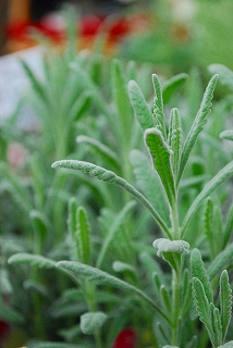 e0128909_6144443.jpg
