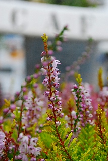 e0128909_653942.jpg