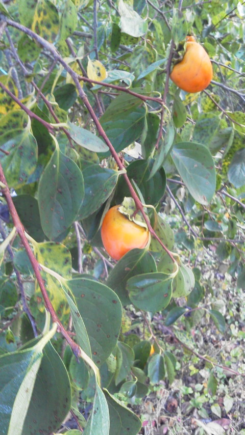 e0168109_23405852.jpg