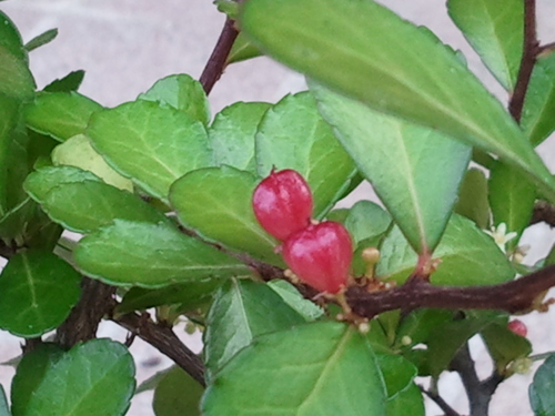 c0134124_16181139.jpg