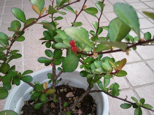 c0134124_1618119.jpg