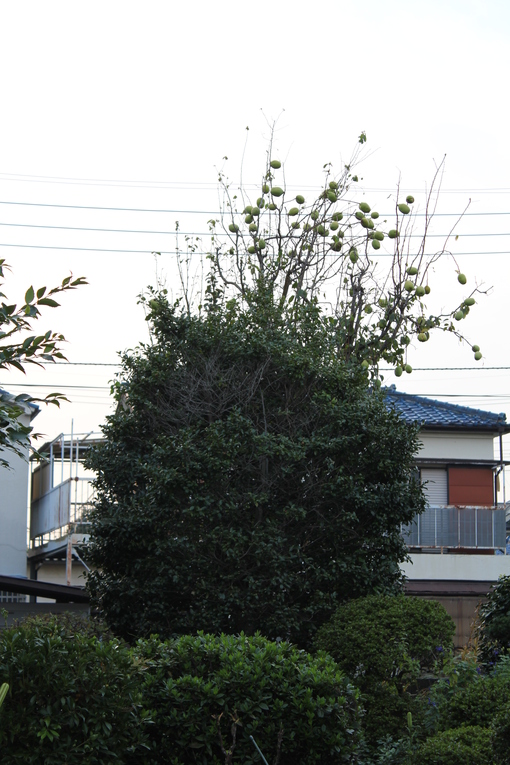 e0166032_21511790.jpg