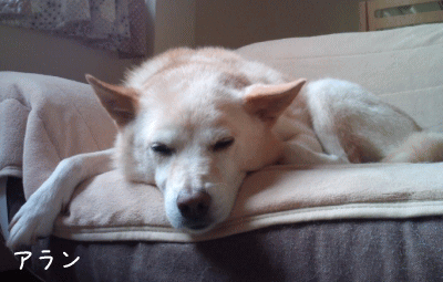 a0166338_13245444.gif