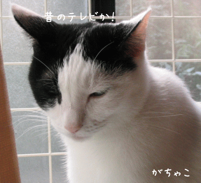 a0166338_20202672.gif