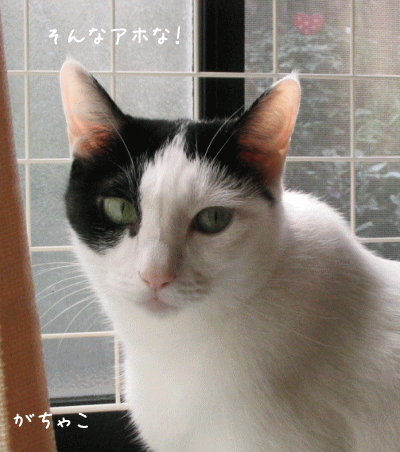 a0166338_20204671.gif