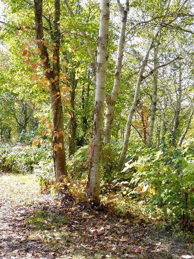 d0084473_1945228.jpg