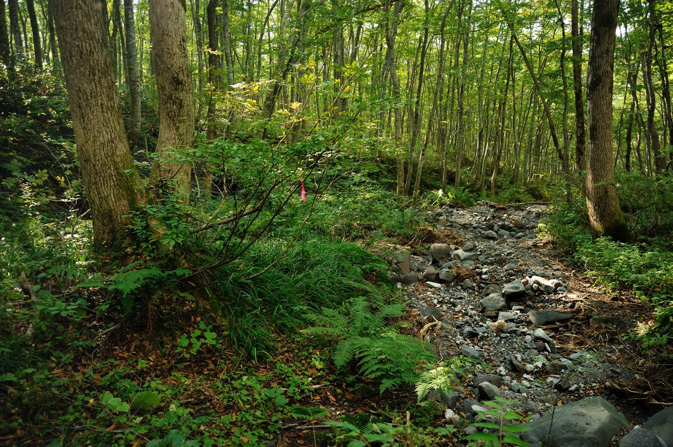 c0138991_20391587.jpg
