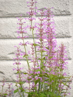 a0133493_11255534.jpg