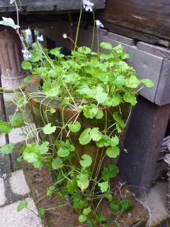 c0167112_21301794.jpg
