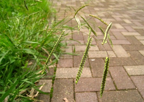 c0084117_12263615.jpg