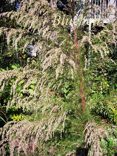 a0192918_21154491.jpg