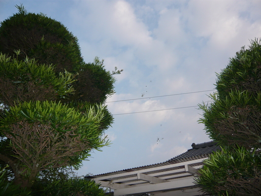 a0206332_7263843.jpg