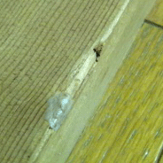 d0048332_21293835.gif