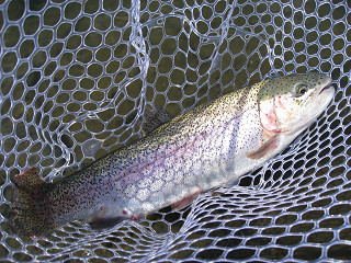 f0065341_1411542.jpg