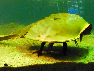 c0171349_10252930.jpg