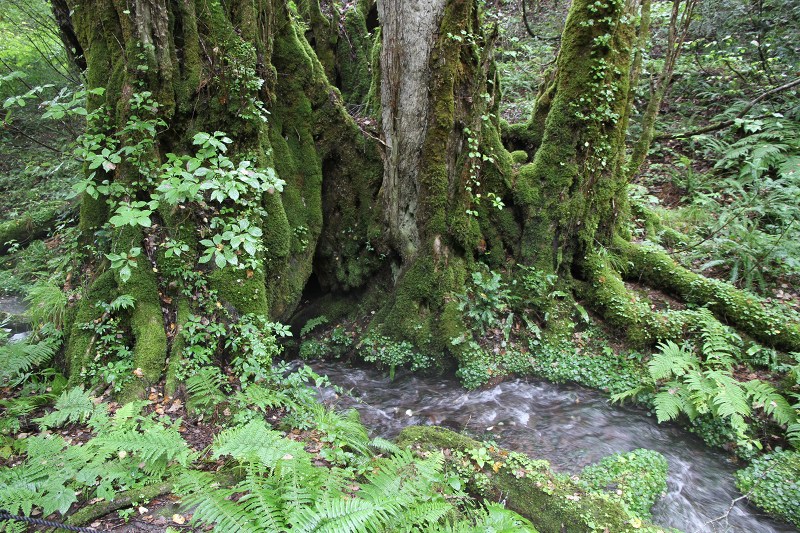 c0043751_331851.jpg