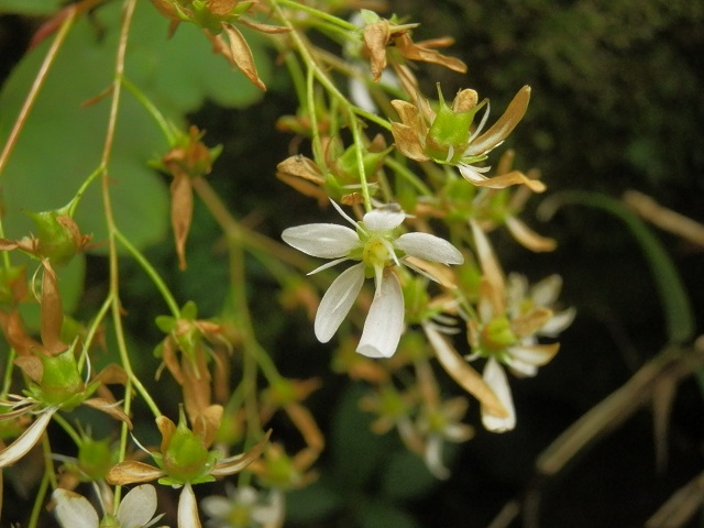 c0042869_20262423.jpg