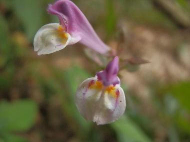 c0042869_915378.jpg
