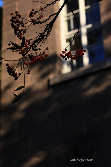 f0001895_20461060.jpg