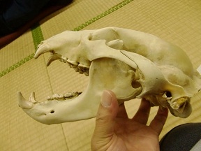 c0187298_2247263.jpg