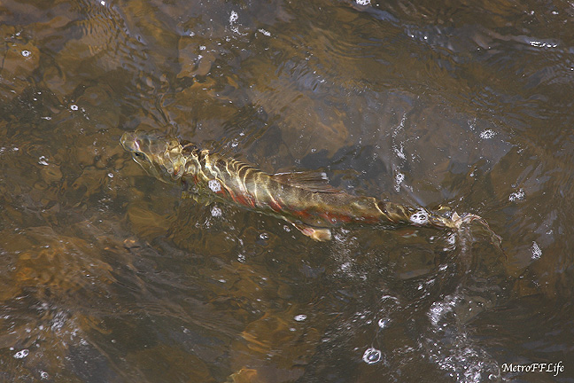 e0112722_12165072.jpg