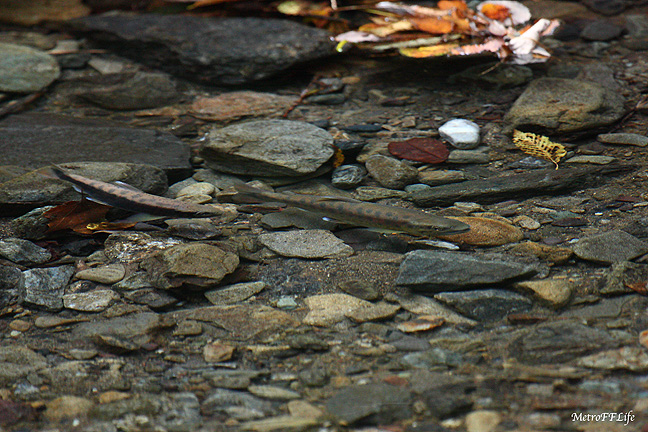 e0112722_1217356.jpg