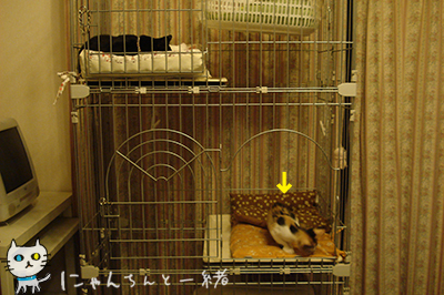 e0031853_0125388.jpg