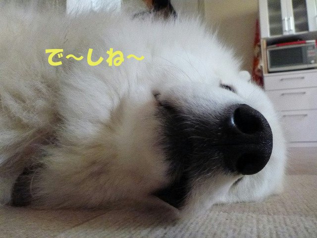 e0176159_16105033.jpg