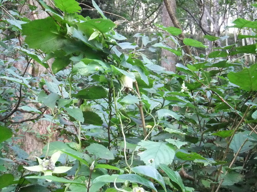 a0215163_2154818.jpg