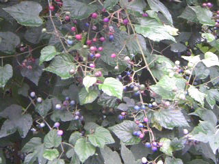 a0152665_1892639.jpg