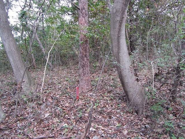 a0191674_1114356.jpg