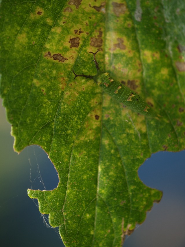 b0194593_14412838.jpg