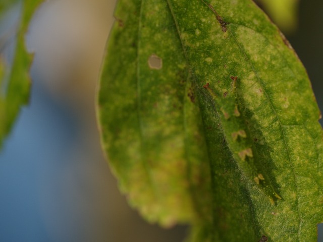 b0194593_14465899.jpg