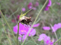 c0190010_2017204.jpg