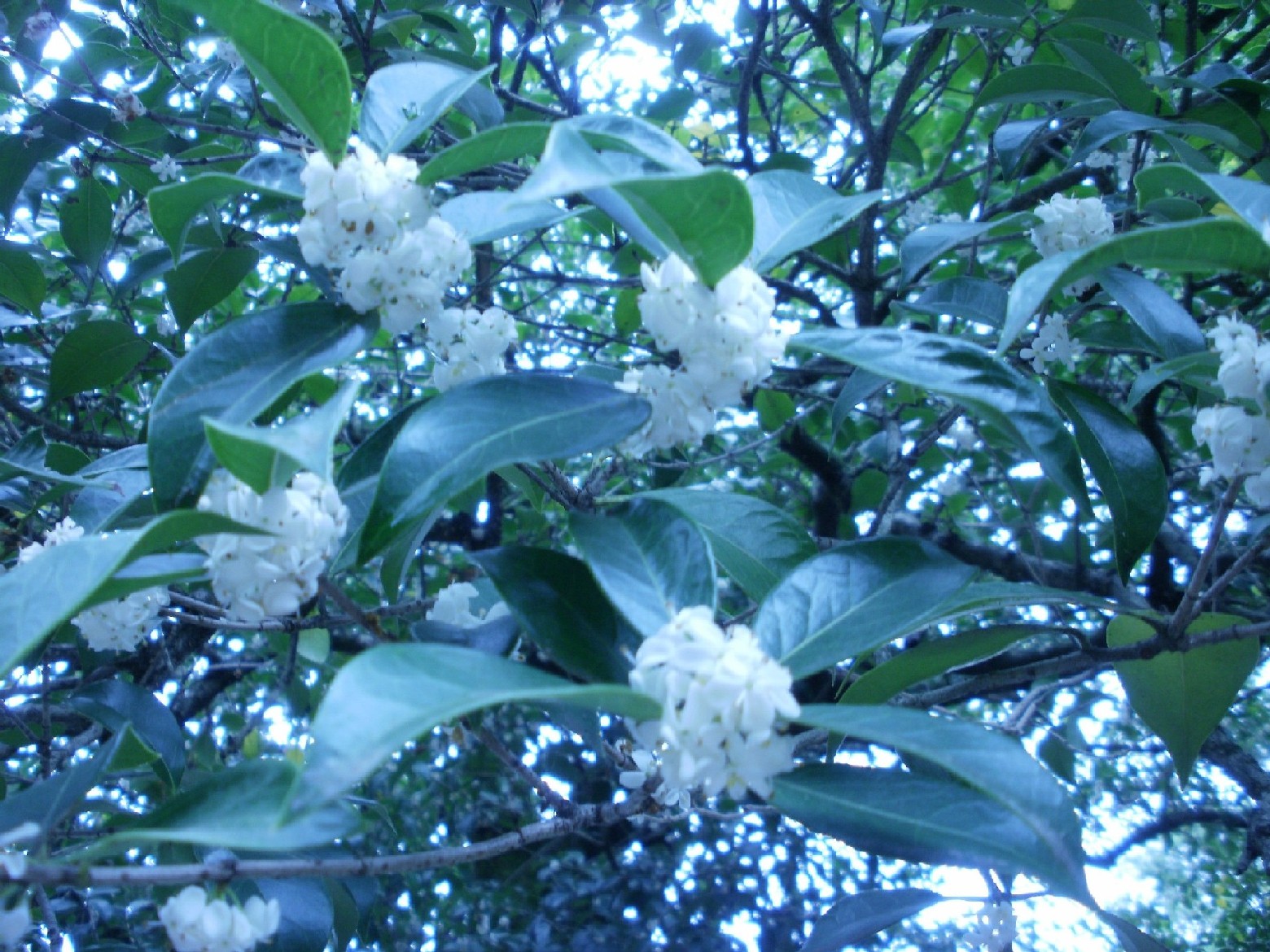 e0135219_1359071.jpg