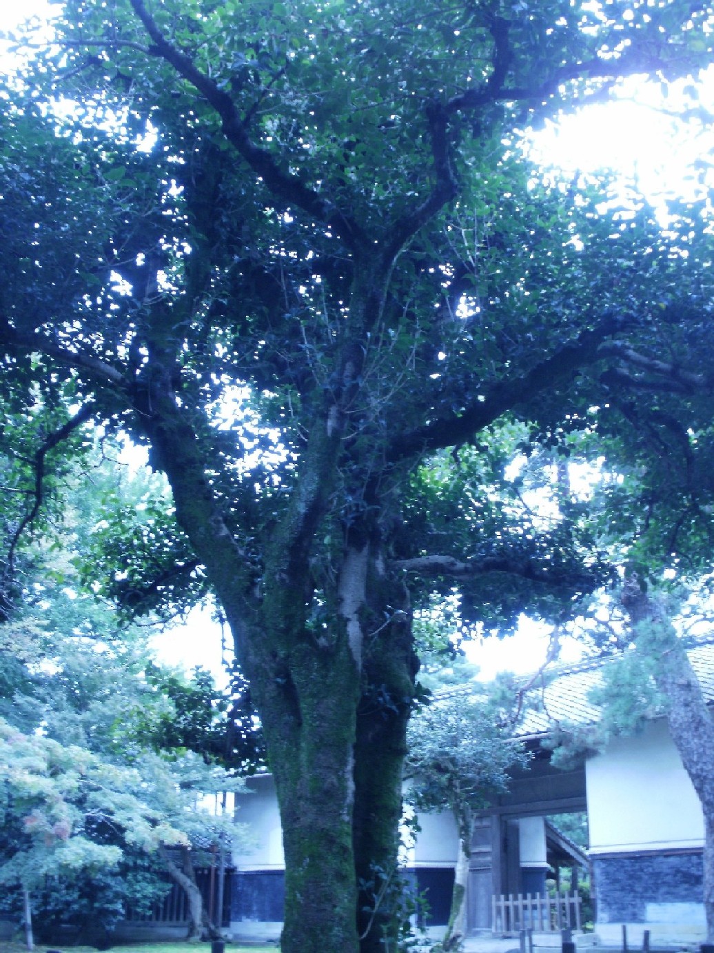 e0135219_13591247.jpg