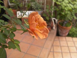 c0204121_17375326.jpg