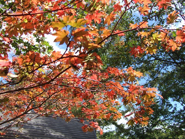 c0208836_14532211.jpg