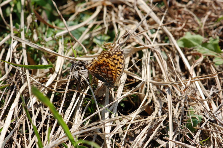 b0167762_21452615.jpg