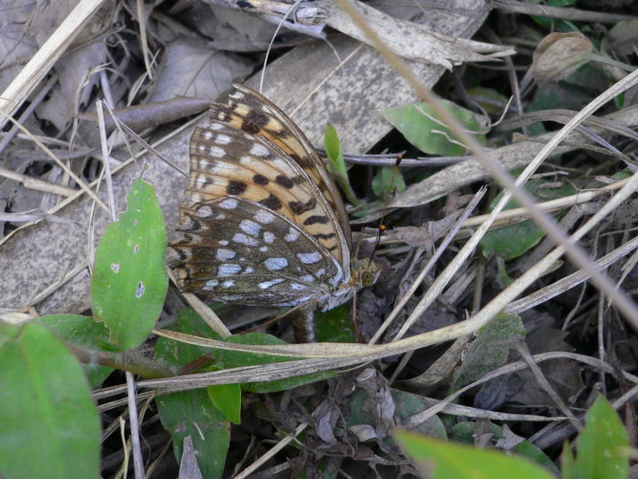 b0167762_21461577.jpg