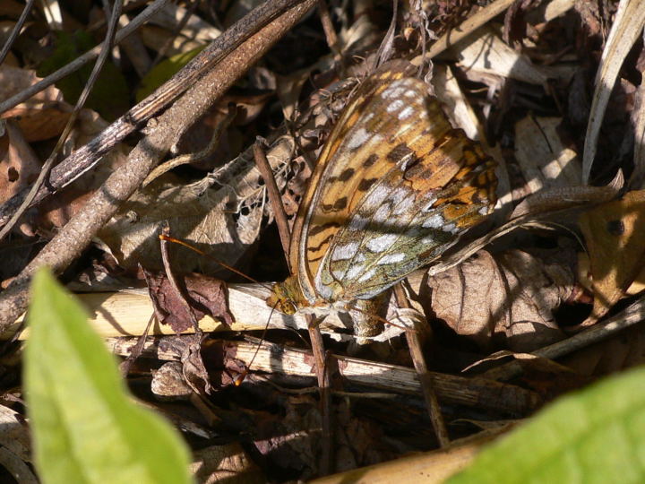 b0167762_2147359.jpg