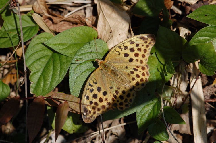 b0167762_21552420.jpg