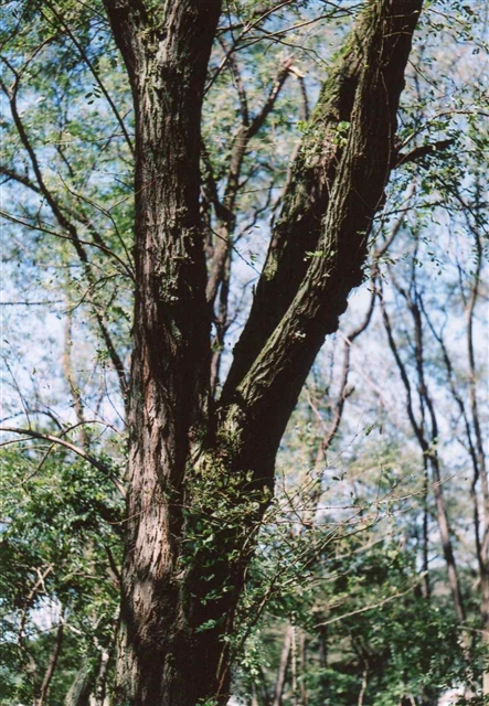 c0082066_232428.jpg