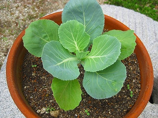 e0002466_20282171.jpg